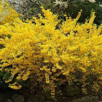 Форзиция ГОЛДЗАУБЕР средняя  Форзиция ГОЛДЗАУБЕР средняя в Москве