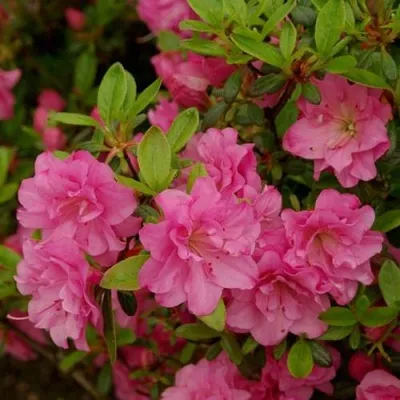 Азалия РОЗИНЕТТА японская — описание сорта Азалия РОЗИНЕТТА японская в Москве