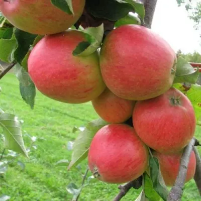 Яблоня ПИККОЛО — описание сорта Яблоня ПИККОЛО в Москве