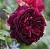 Саженцы роз МАНСТЕД ВУД английская в Москве