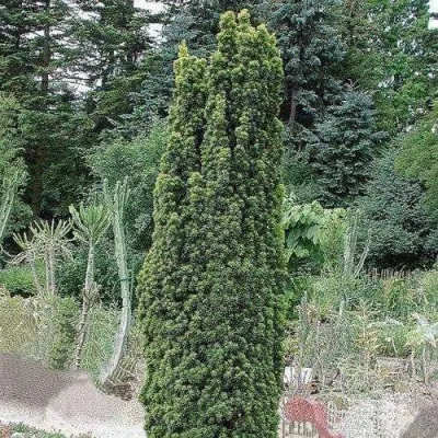 Тис ФАСТИГИАТА РОБУСТА  ягодный  — описание сорта Тис ФАСТИГИАТА РОБУСТА  ягодный  в Москве