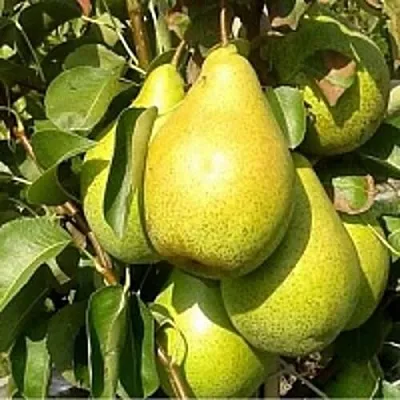 Груша ПАТЕН (ГЛУБОКСКАЯ) в Москве