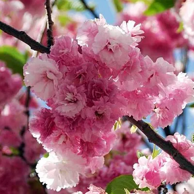 Сакура ПИНК ПЕРФЕКШН  Сакура ПИНК ПЕРФЕКШН в Москве