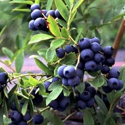 Голубика ДЖЕРСИ в Москве