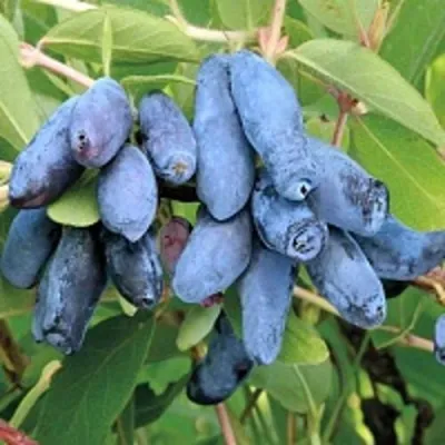 Жимолость съедобная ПАВЛОВСКАЯ в Москве