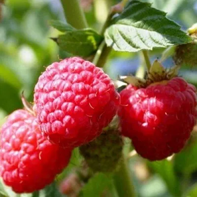 Саженцы малины Брусиловская Саженцы малины Брусиловская