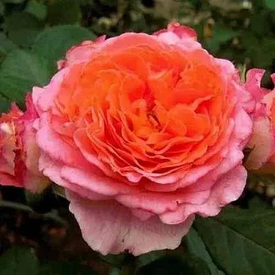 Саженцы роз НОТР ДАМ ДЮ РОЗЕР шраб в Москве