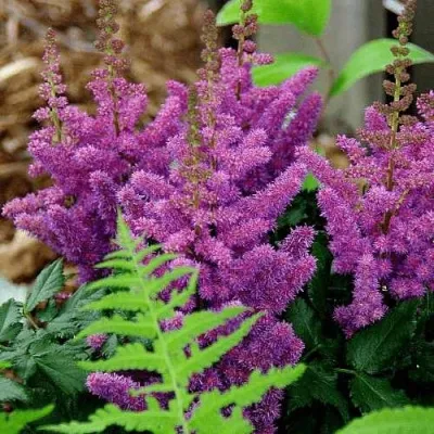 Астильба БЛЭК ЭНД БЛУ китайская — описание сорта Астильба БЛЭК ЭНД БЛУ китайская в Москве