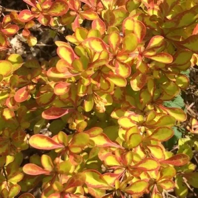 Барбарис САММЕР САНСЕТ тунберга — описание сорта Барбарис САММЕР САНСЕТ тунберга в Москве