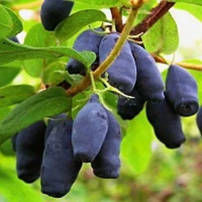 Жимолость съедобная МОСКОВСКАЯ в Москве