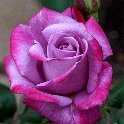 Саженцы роз ПАРАДИЗ чайно-гибридная в Москве