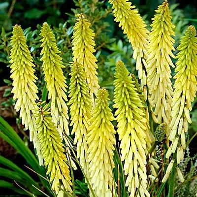 Книфофия ЛИТТЛ МЕЙД гибридная в Москве