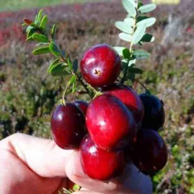 Клюква СТАНКОВИЧ — описание сорта Клюква СТАНКОВИЧ в Москве