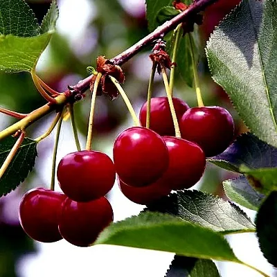 Вишня РИВАЛ  Вишня РИВАЛ в Москве