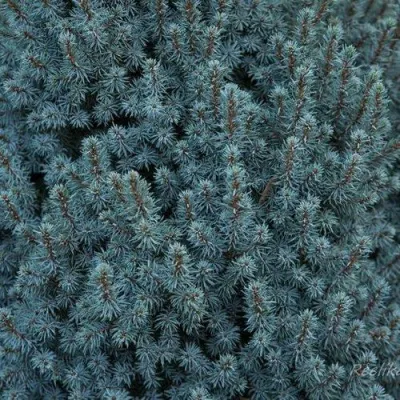 Ель САНДЕРС БЛЮ канадская в Москве