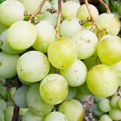 Виноград КЕША МУСКАТ в Москве