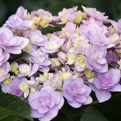 Гортензия Ю ЭНД МИ ФОРЕВЕР крупнолистная  Гортензия Ю ЭНД МИ ФОРЕВЕР крупнолистная в Москве