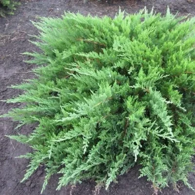 Можжевельник ТАМАРИСЦИФОЛИЯ казацкий — описание сорта Можжевельник ТАМАРИСЦИФОЛИЯ казацкий в Москве