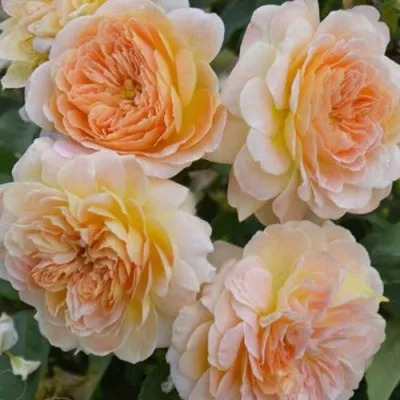 Саженцы роз АБЕЙ ДЕ СЕНТ-АМАН шраб в Москве