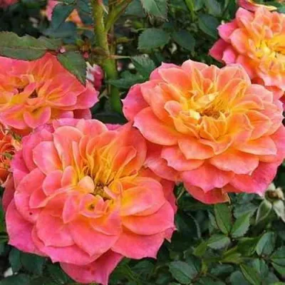 Саженцы роз МАНДАРИН миниатюрная в Москве