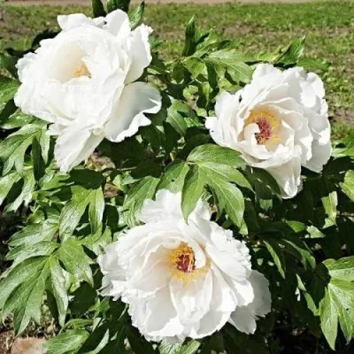 Пион ЛЕТНИЙ ДВОРЕЦ древовидный — описание сорта Пион ЛЕТНИЙ ДВОРЕЦ древовидный в Москве