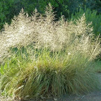 Каплесеменник воздушный в Москве