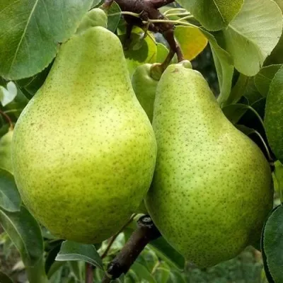 Груша НОЯБРЬСКАЯ ЗИМНЯЯ — описание сорта Груша НОЯБРЬСКАЯ ЗИМНЯЯ в Москве