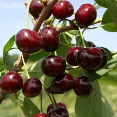 Вишня ГРИОТ БЕЛОРУССКИЙ — описание сорта Вишня ГРИОТ БЕЛОРУССКИЙ в Москве