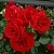 Саженцы роз СИМПАТИЯ плетистая в Москве