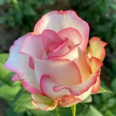 Саженцы роз ДЖУМИЛИЯ чайно-гибридная — описание сорта Саженцы роз ДЖУМИЛИЯ чайно-гибридная в Москве