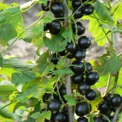 Смородина чёрная ДАБРАДЗЕЯ в Москве