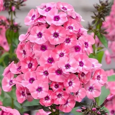 Флокс ЛАРИСА метельчатый — описание сорта Флокс ЛАРИСА метельчатый в Москве