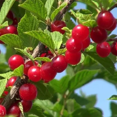 Вишня ЦАРЕВНА войлочная — описание сорта Вишня ЦАРЕВНА войлочная в Москве