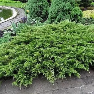 Можжевельник РОКЕРИ ДЖЕМ казацкий в Москве