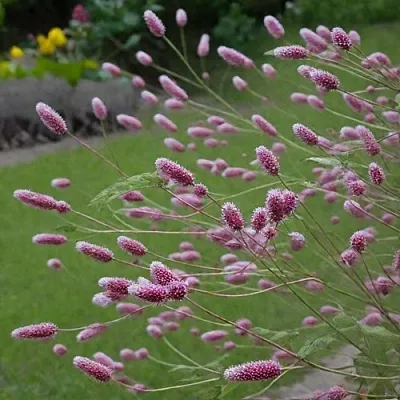 Кровохлебка РОК ЭНД РОЛЛ в Москве