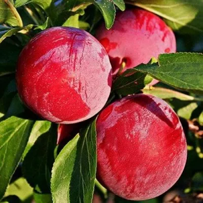 Слива БЕРБАНК ГИГАНТ — описание сорта Слива БЕРБАНК ГИГАНТ в Москве