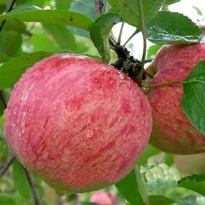 Яблоня ШТРИФЕЛЬ в Москве