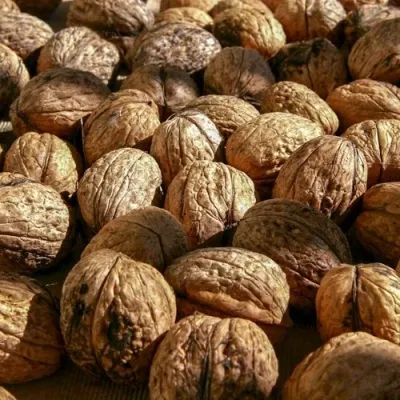 Грецкий орех ПИНСКИЙ — описание сорта Грецкий орех ПИНСКИЙ в Москве