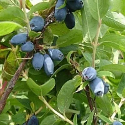 Жимолость съедобная НАРЫМСКАЯ в Москве