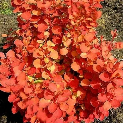 Барбарис ОРАНЖ ФАЙЕР тунберга — описание сорта Барбарис ОРАНЖ ФАЙЕР тунберга в Москве