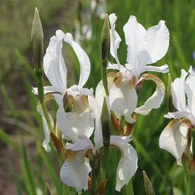 Ирис АЛЬБА сибирский в Москве