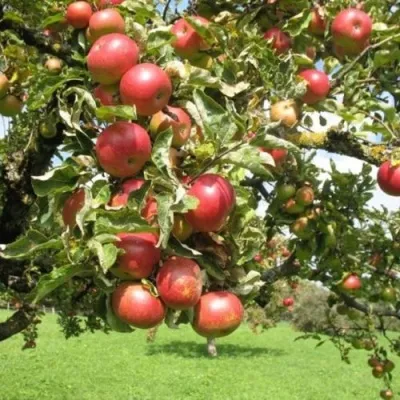 Яблоня ОРЛИК в Москве