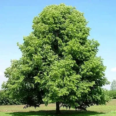 Липа мелколистная  Липа мелколистная в Москве