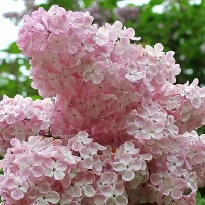 Сирень ВЕЧЕРНИЙ ЗВОН — описание сорта Сирень ВЕЧЕРНИЙ ЗВОН в Москве