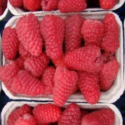 Малина ЛЯЧКА (ЛАШКА, ЛЯШКА) — описание сорта Малина ЛЯЧКА (ЛАШКА, ЛЯШКА) в Москве