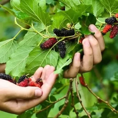 Шелковица ГАЛИЦИЯ — описание сорта Шелковица ГАЛИЦИЯ в Москве