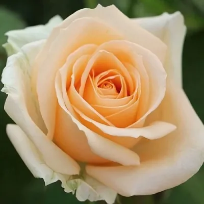 Саженцы роз ПИЧ АВАЛАНЖ чайно-гибридная в Москве