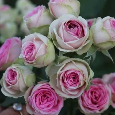 Саженцы роз МИМИ ЭДЕН спрей — описание сорта Саженцы роз МИМИ ЭДЕН спрей в Москве