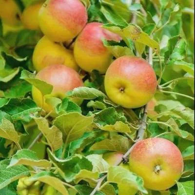 Яблоня ПАМЯТЬ БЛЫНСКОГО колонновидная в Москве