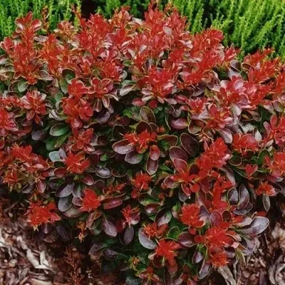 Барбарис КАРМЕН тунберга — описание сорта Барбарис КАРМЕН тунберга в Москве